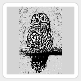 Toot Sweet In Black & White - Image Of An Owl On A Perch Sticker